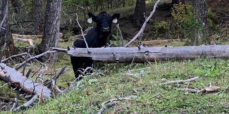 Camper submitted image from Thain Creek