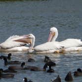 Review photo of Flamingo Campground — Everglades National Park by Bran P., July 21, 2016