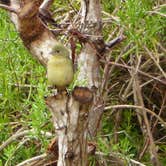 Review photo of Flamingo Campground — Everglades National Park by Bran P., July 21, 2016