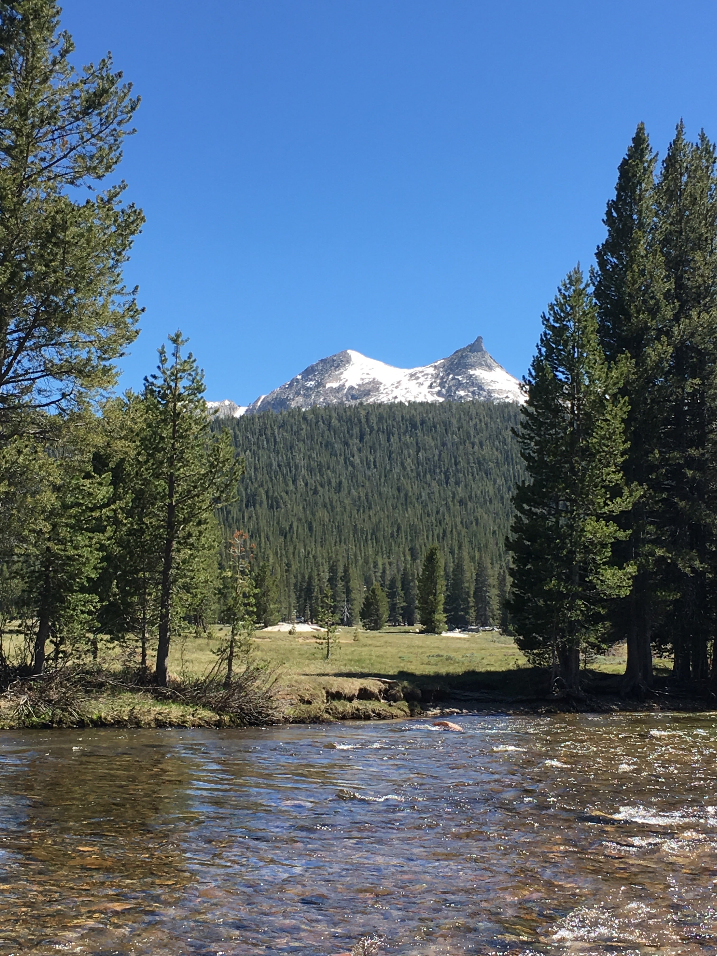 Camper submitted image from Tioga Lake Campground - 3