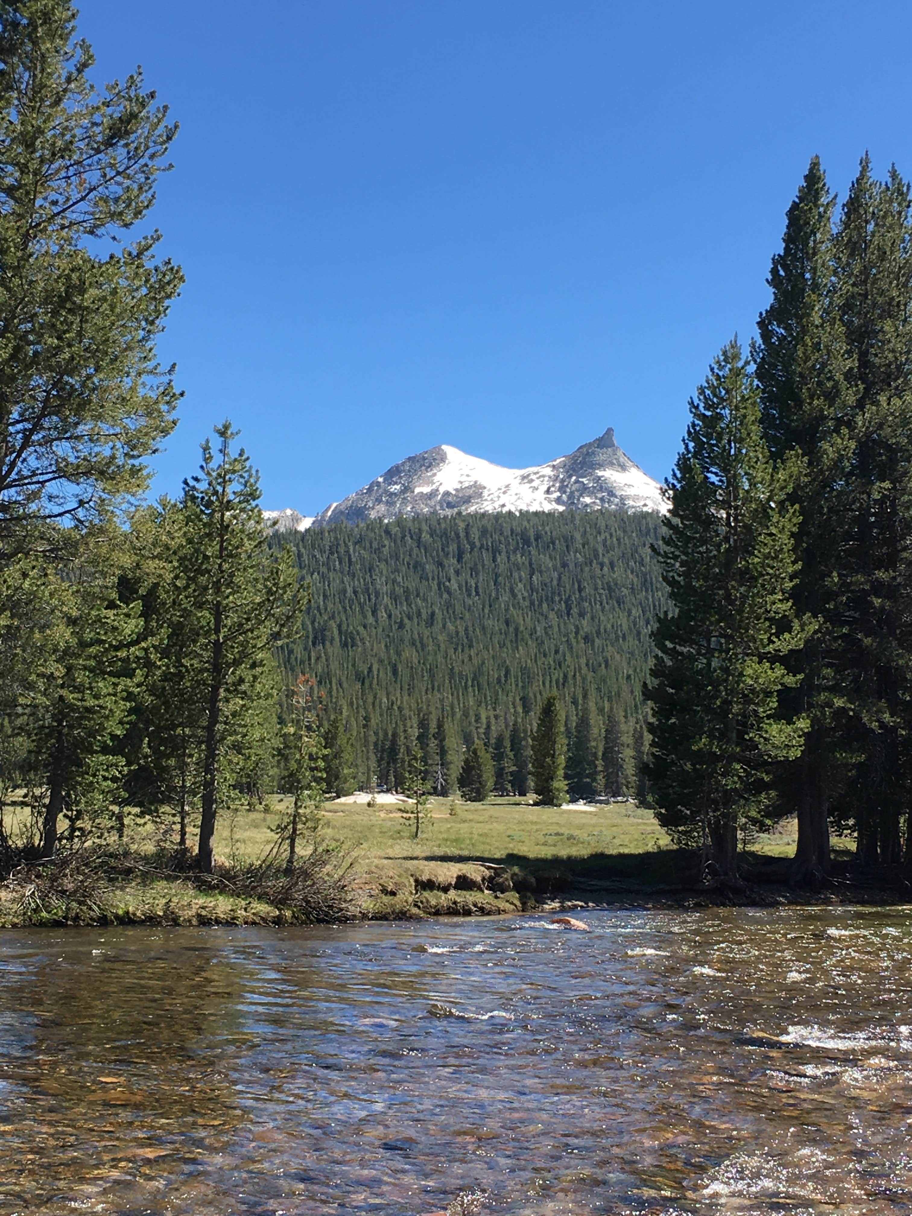 Camper submitted image from Tioga Lake Campground - 3