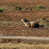 Review photo of Honey Flat Camping Area — Caprock Canyons State Park by Lawrence P., September 11, 2021