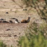 Review photo of Honey Flat Camping Area — Caprock Canyons State Park by Lawrence P., September 11, 2021