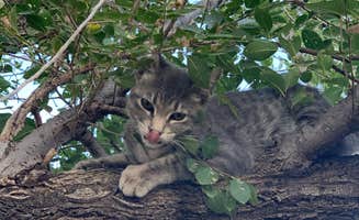 SkywaystoHighways.com Y.'s photo of camping with pets at Overnite RV Park near Amarillo, TX
