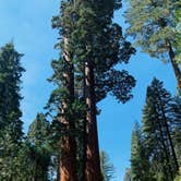 Review photo of Azalea Campground — Kings Canyon National Park by Deis M., September 13, 2021