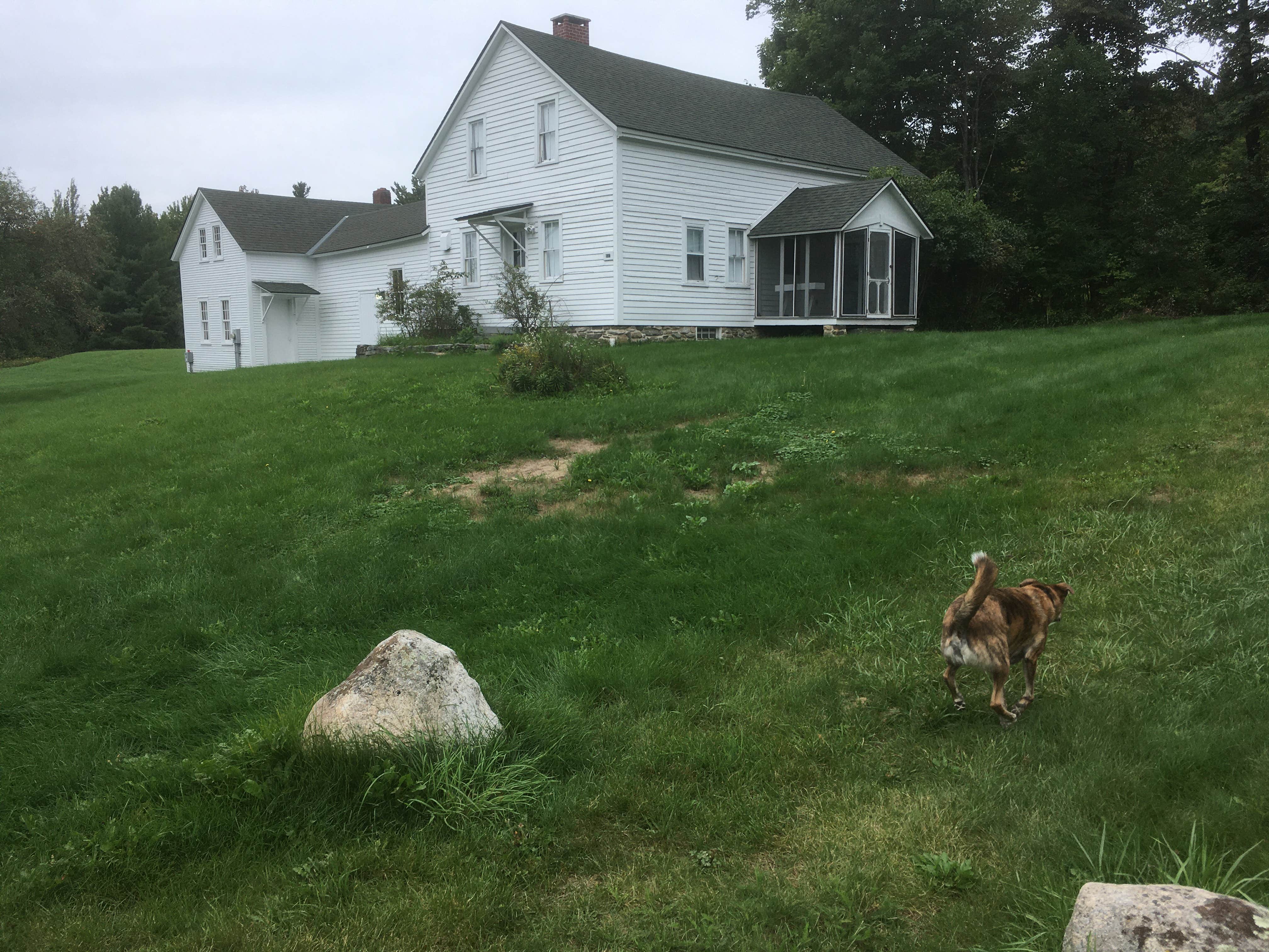 Alan's photo of camping with pets at Moosalamoo Campground near Bristol, VT