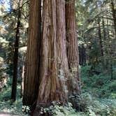 Review photo of Crescent City/Redwoods KOA by Jennifer B., September 13, 2021