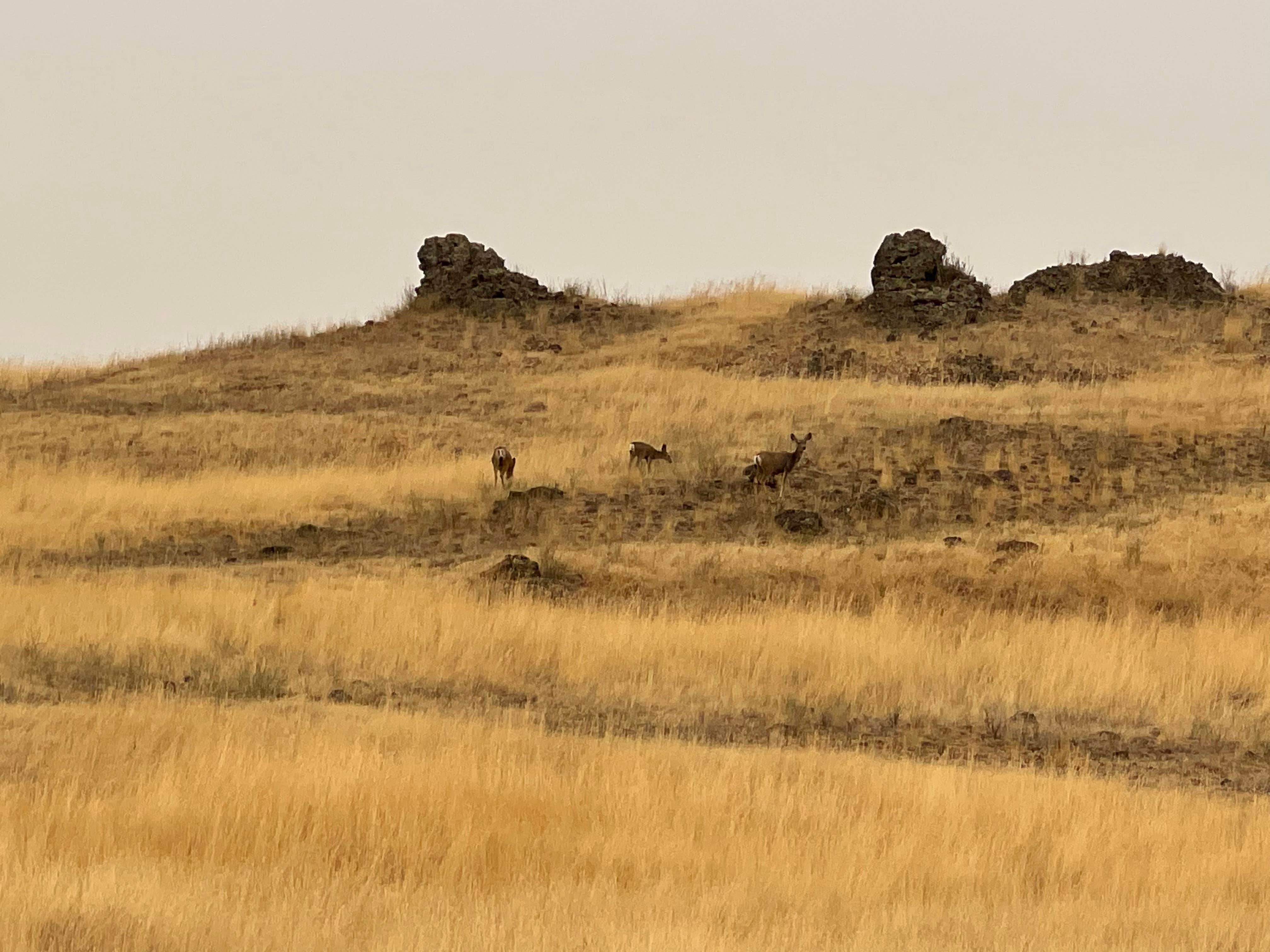 Camper submitted image from Rock Creek BLM Campground - 1