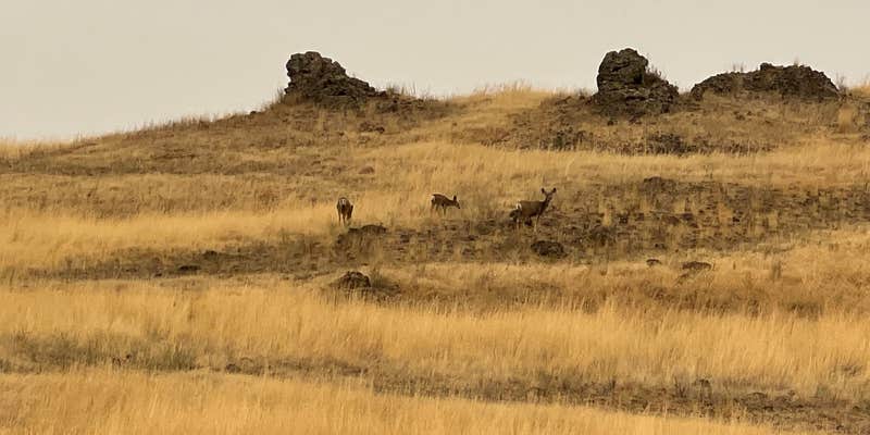 Camper submitted image from Rock Creek BLM Campground