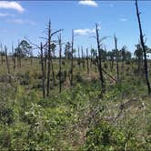 Review photo of Bastrop State Park Campground by Troy W., June 29, 2018