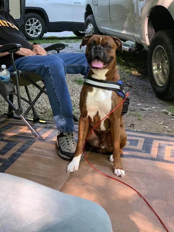 mgaston551's photo of camping with pets at Tomlinson Run State Park Campground near Pittsburgh, PA