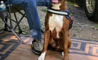mgaston551's photo of camping with pets at Tomlinson Run State Park Campground near Creighton, PA