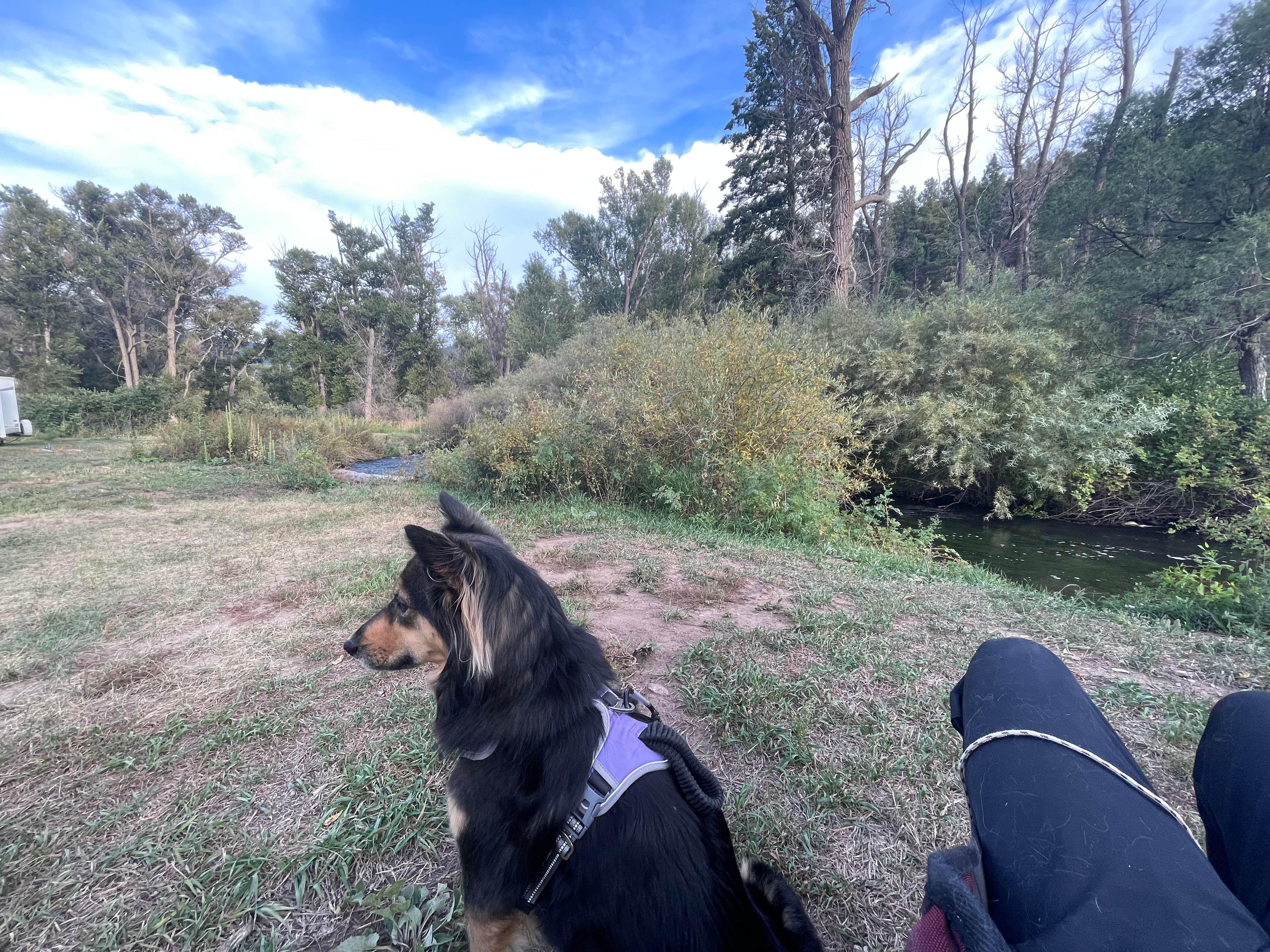 Camper submitted image from Ponderosa Campground — Cimarron Canyon State Park - 4