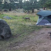 Review photo of Moraine Park Campground — Rocky Mountain National Park by Natalie G., September 14, 2021