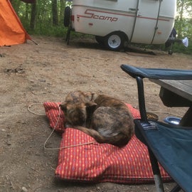 Site #24 with a tired dog