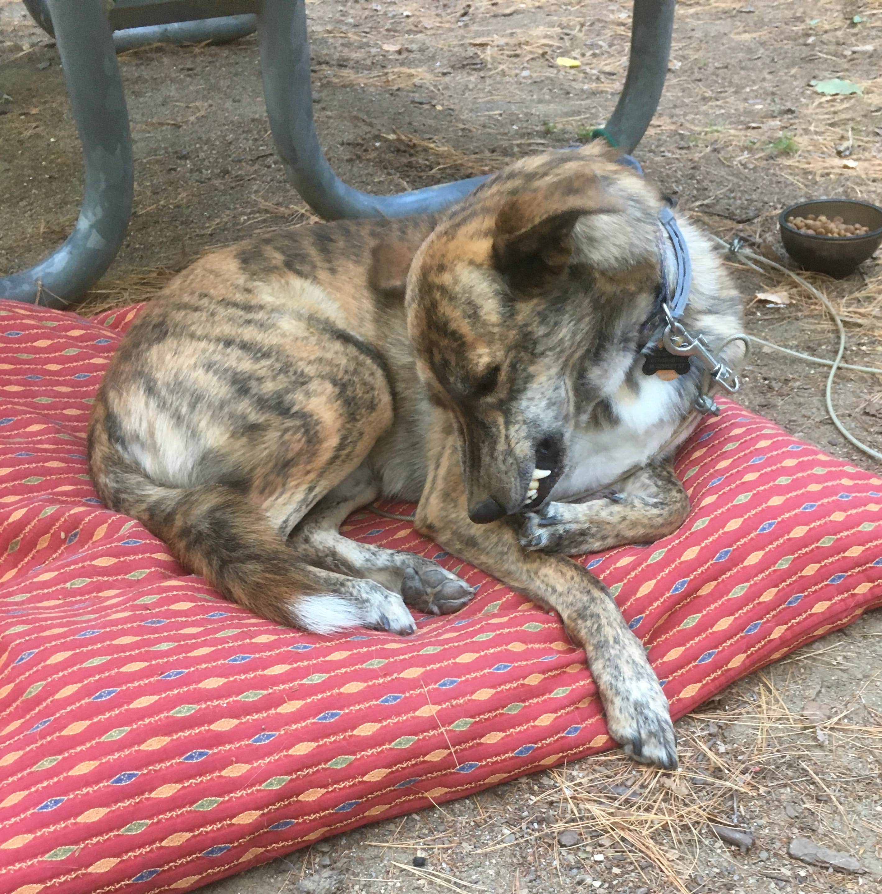 Alan's photo of camping with pets at Bear Brook State Park Campground near Ipswich, MA