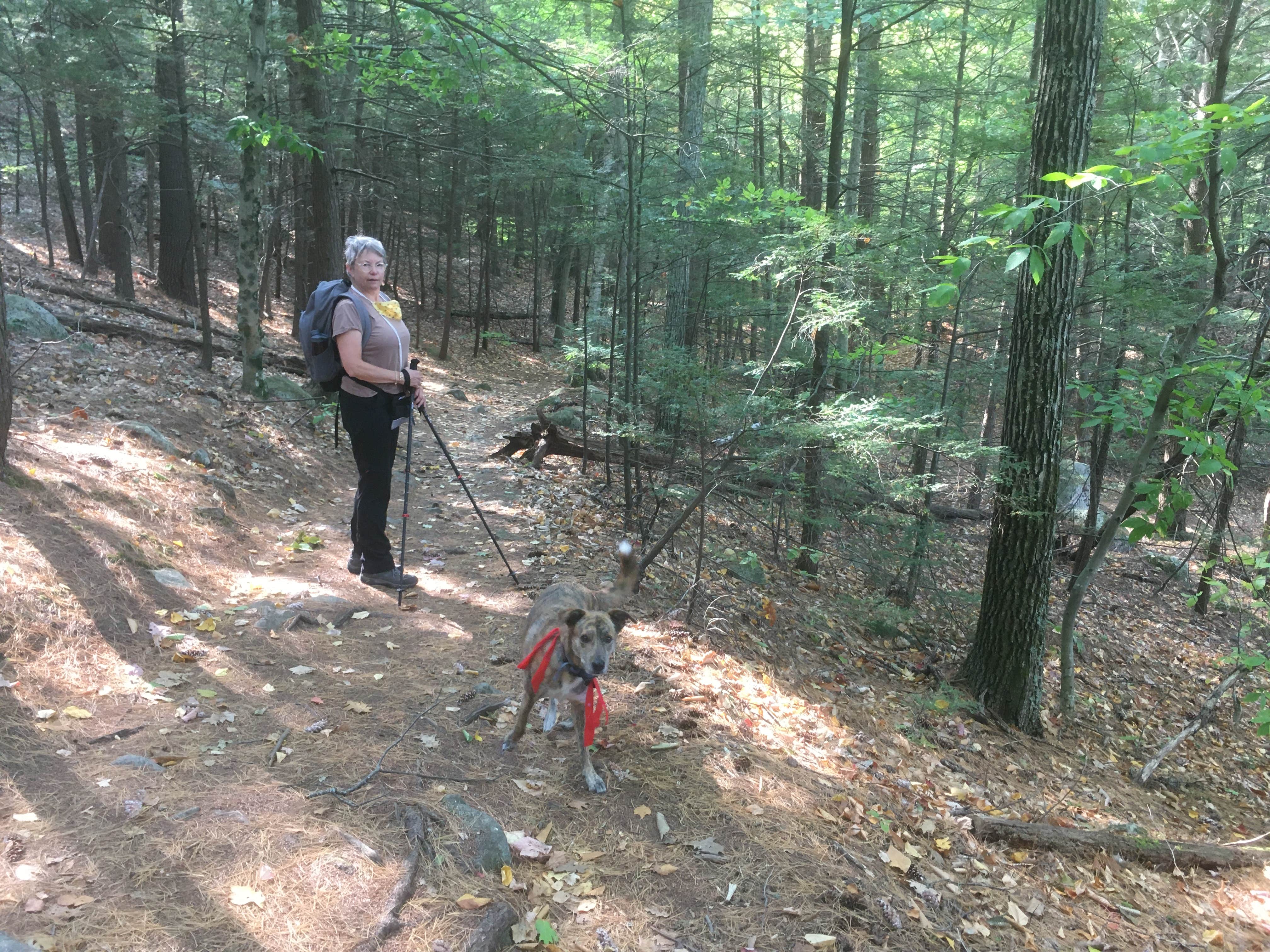 Alan's photo of camping with pets at Bear Brook State Park Campground near Milford, NH