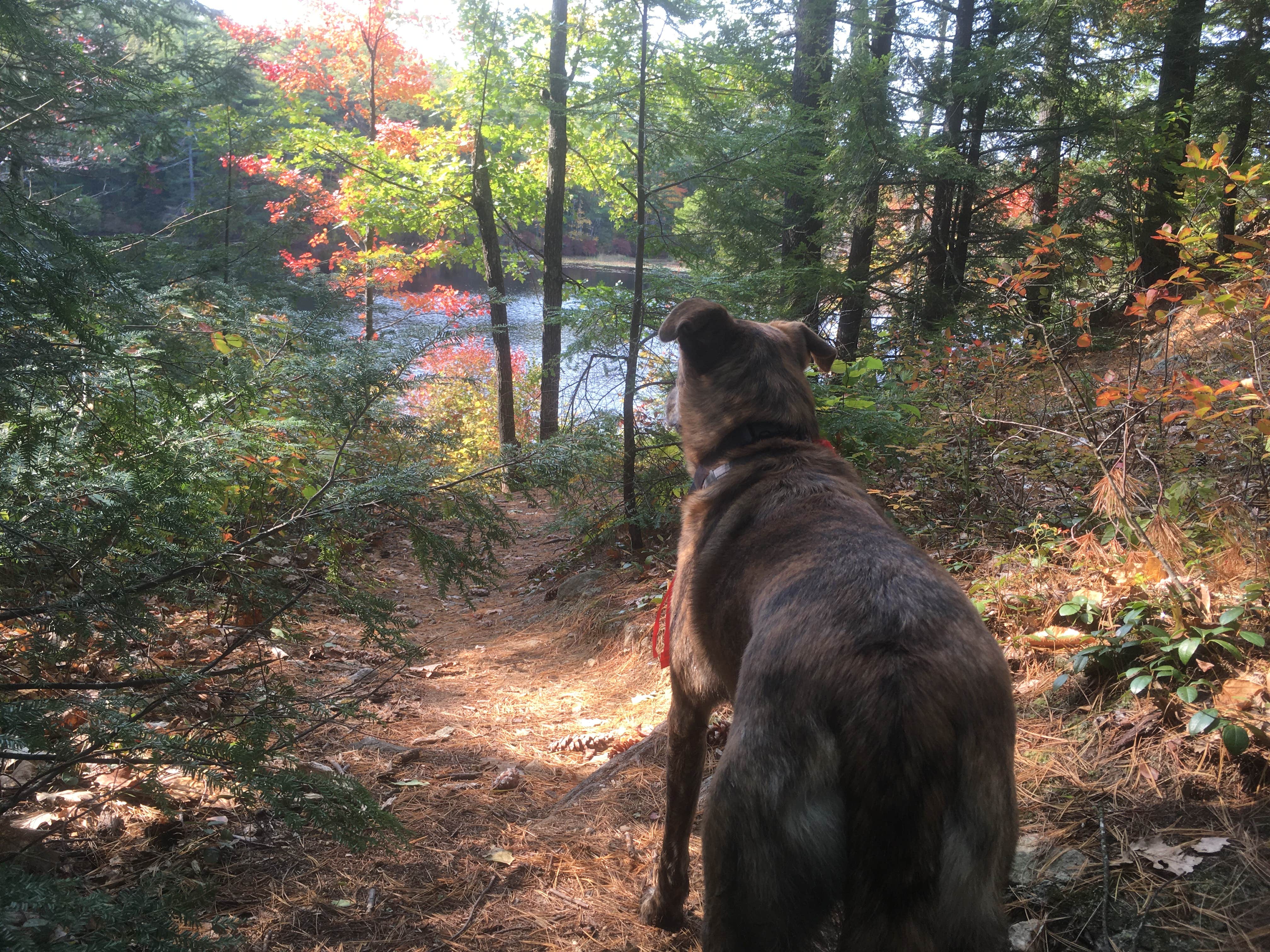 Alan's photo of camping with pets at Bear Brook State Park Campground near Manchester, NH