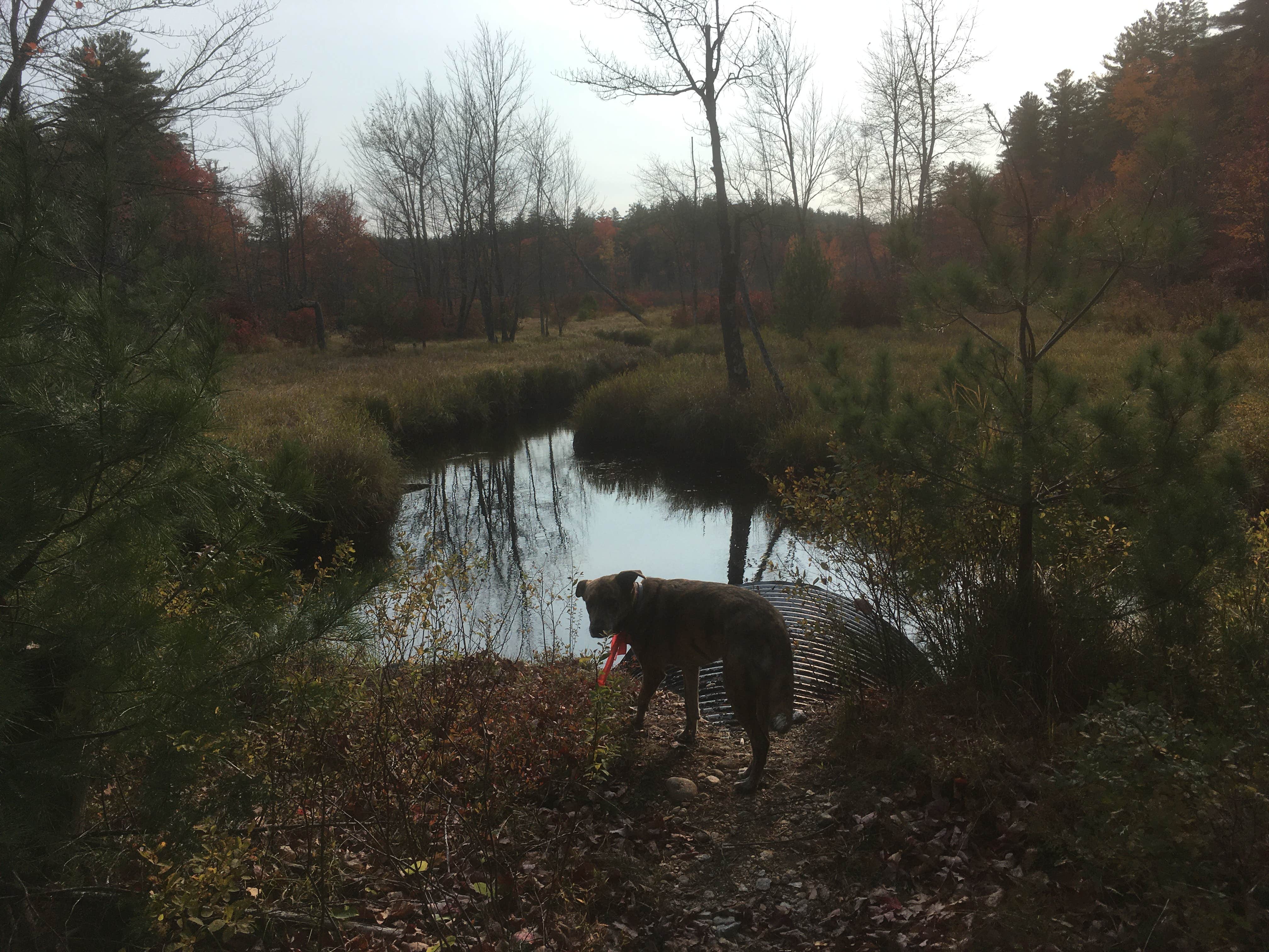 Alan's photo of camping with pets at Bear Brook State Park Campground near Methuen Town, MA