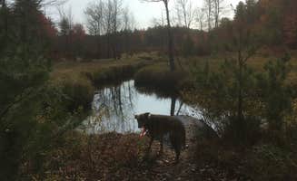 Alan's photo of camping with pets at Bear Brook State Park Campground near Nashua, NH