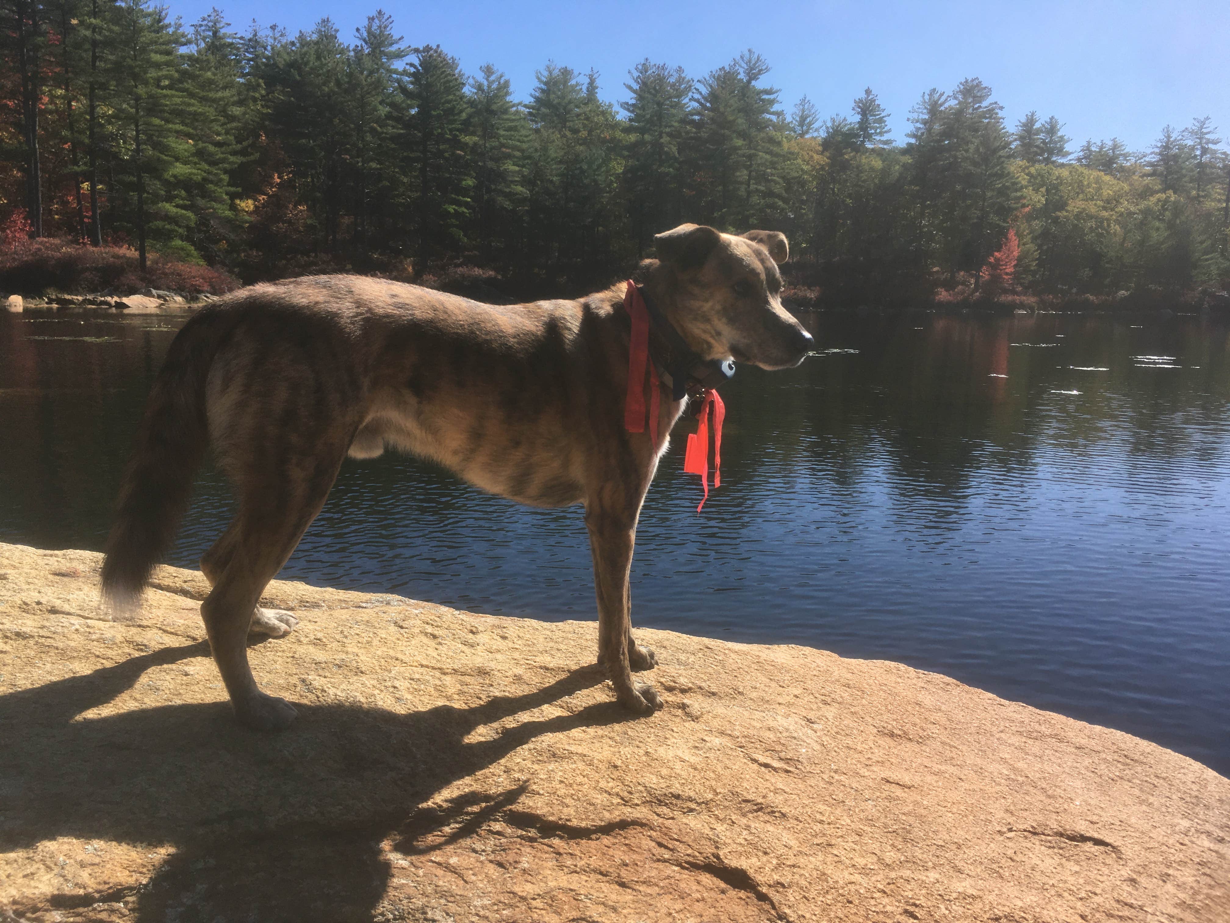 Alan's photo of camping with pets at Bear Brook State Park Campground near Derry, NH