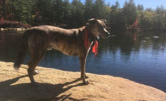 Alan's photo of camping with pets at Bear Brook State Park Campground near Bennington, NH