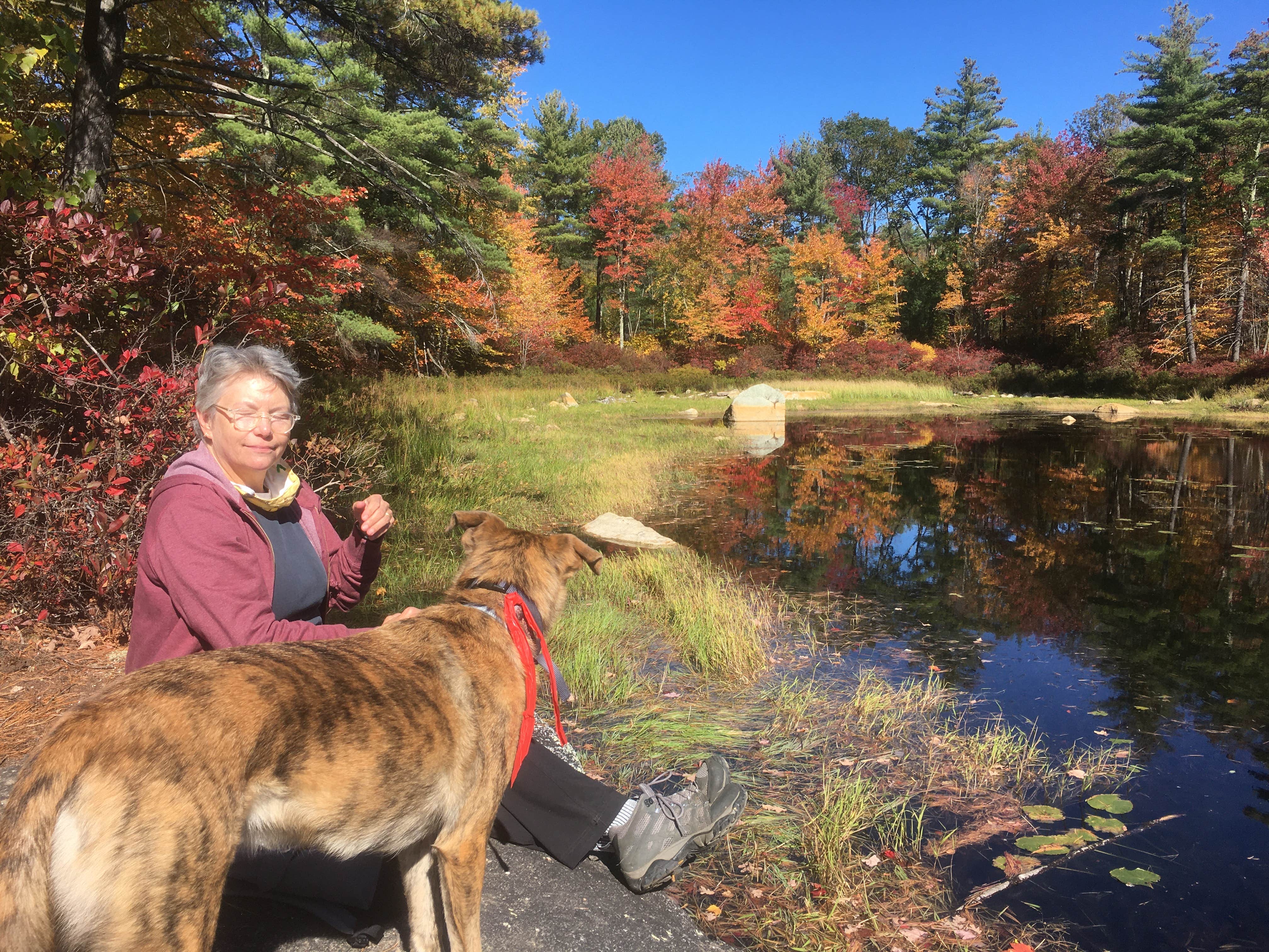 Alan's photo of camping with pets at Bear Brook State Park Campground near Methuen Town, MA