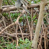 Review photo of John Pennekamp Coral Reef State Park Campground by Holly K., September 15, 2021
