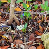Review photo of John Pennekamp Coral Reef State Park Campground by Holly K., September 15, 2021