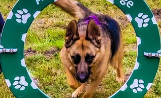 Natalie S.'s photo of camping with pets at American Heritage Campground near Olympia, WA