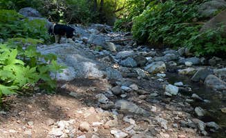 Sara C.'s photo of camping with pets at Limekiln State Park Campground near Jolon, CA