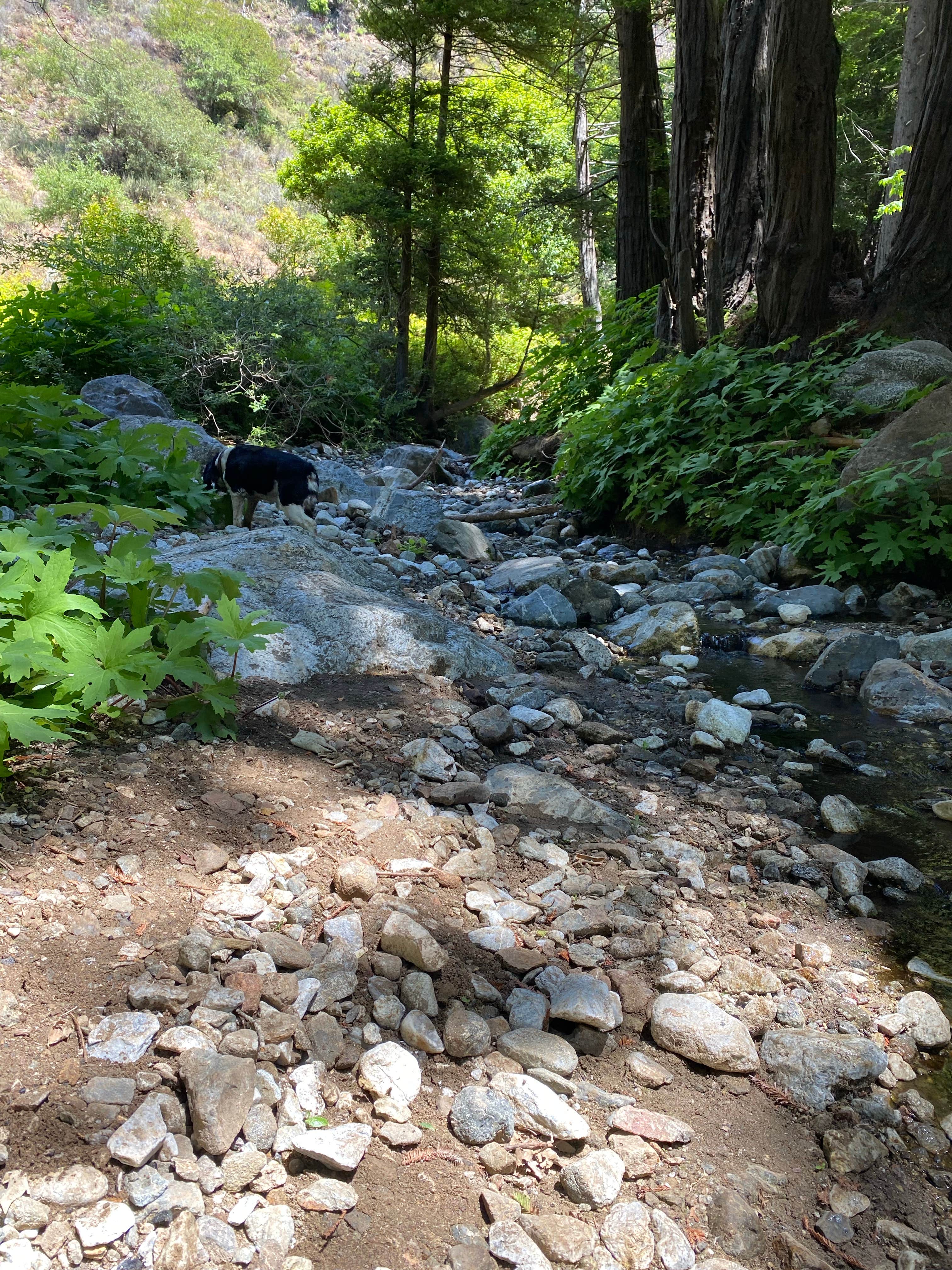 Sara C.'s photo of camping with pets at Limekiln State Park Campground — TEMPORARILY CLOSED near Big Sur, CA