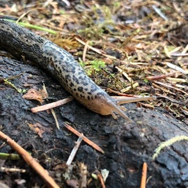 slug found on our campground site