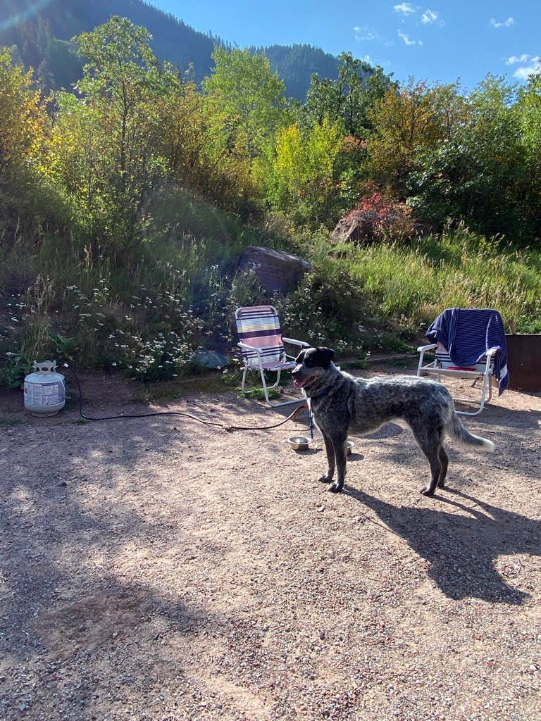 Tammy S.'s photo of camping with pets at Redstone Campground near Glenwood Springs, CO