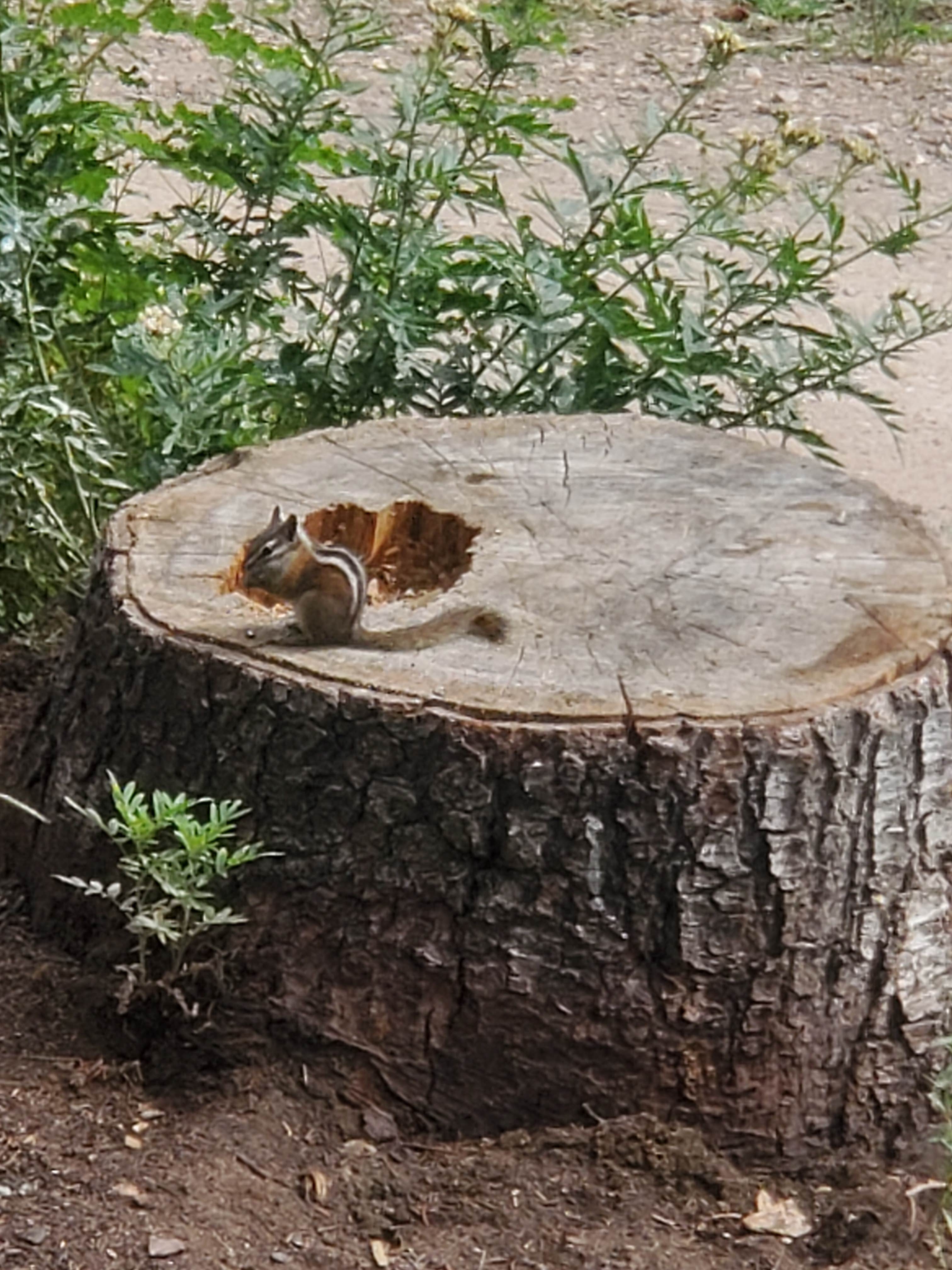 Olivia L R.'s photo of camping with pets at Mill Hollow near Kamas, UT