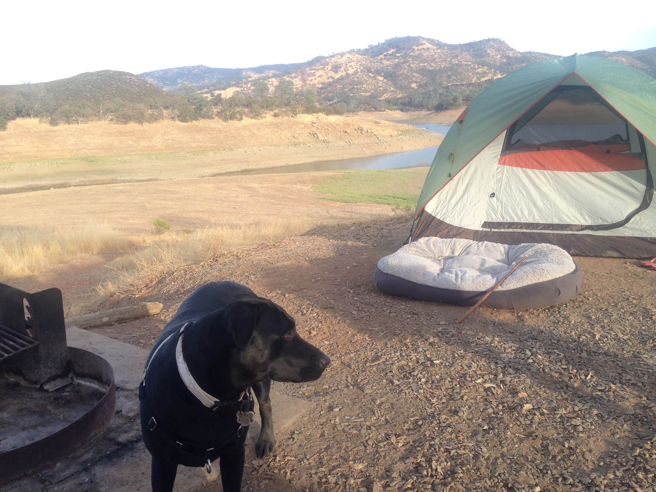 New Hogan Lake COE/Acorn West Camping The Dyrt