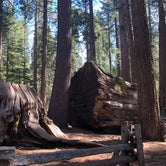 Review photo of Calaveras Big Trees State Park Campground by Lisa C., September 16, 2021