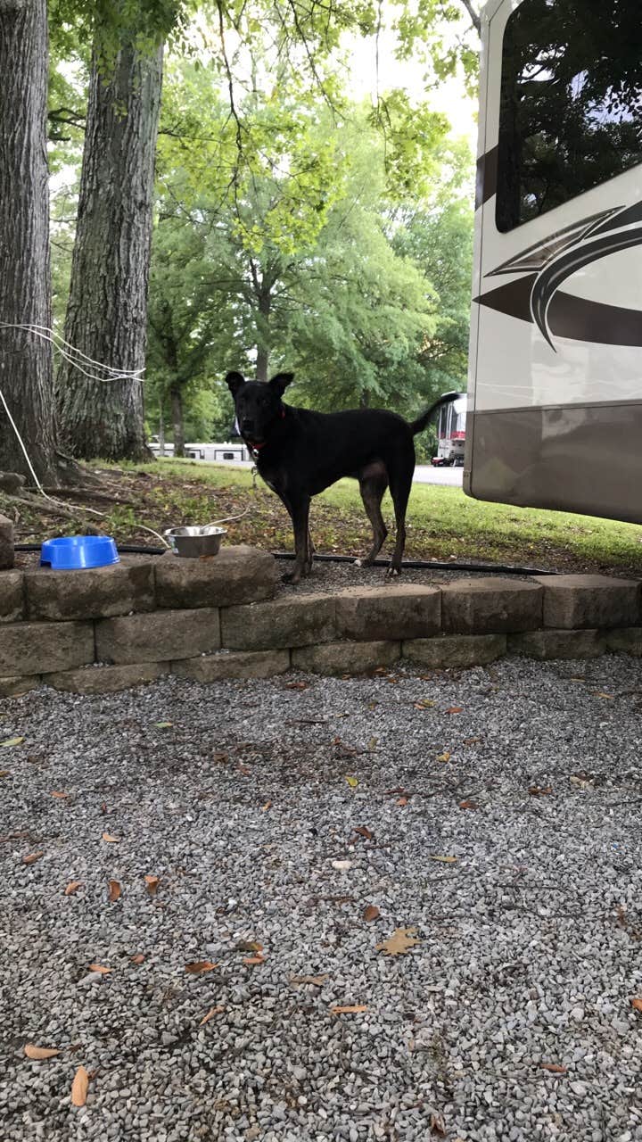 Camper-submitted photo at Moutardier near Horse Cave, KY
