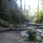 Review photo of Gold Bluffs Beach Campground — Prairie Creek Redwoods State Park by Darin D., June 29, 2018