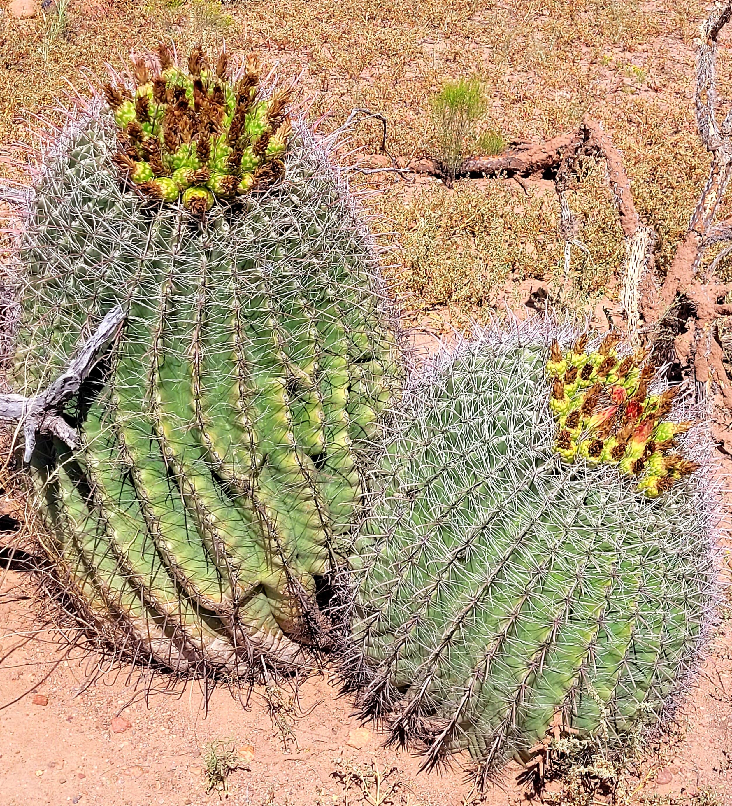 Camper-submitted photo at Owl Creek Campground near Blue, AZ