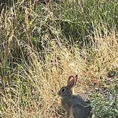 Review photo of Afterbay Campground — Bighorn Canyon National Recreation Area by Van S., September 16, 2021