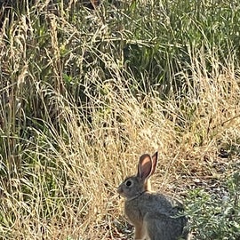 rabbit outside of camp