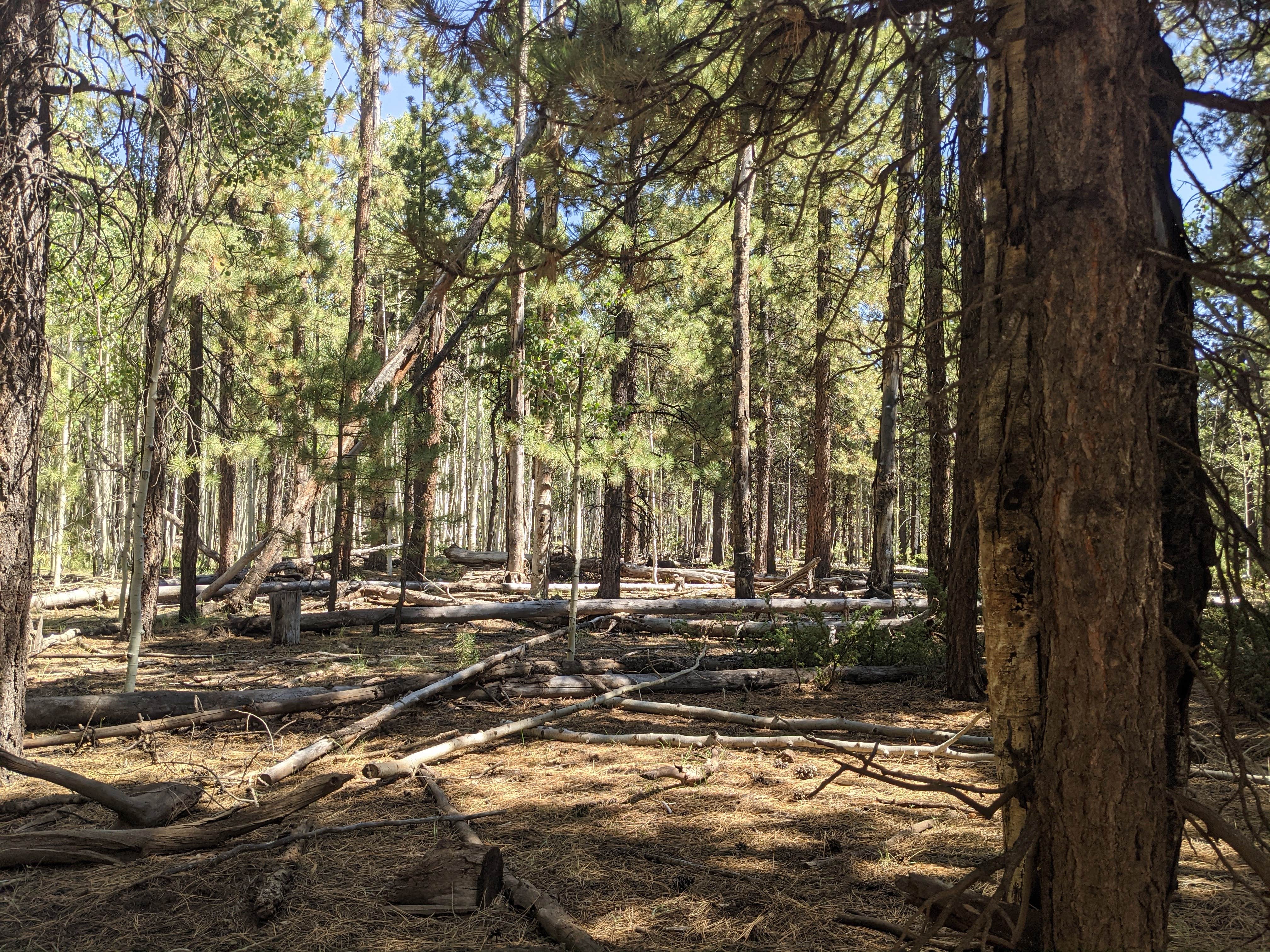 Camper submitted image from Lava Flat Dispersed Camping Area - 1