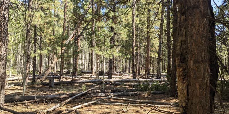 Camper submitted image from Lava Flat Dispersed Camping Area