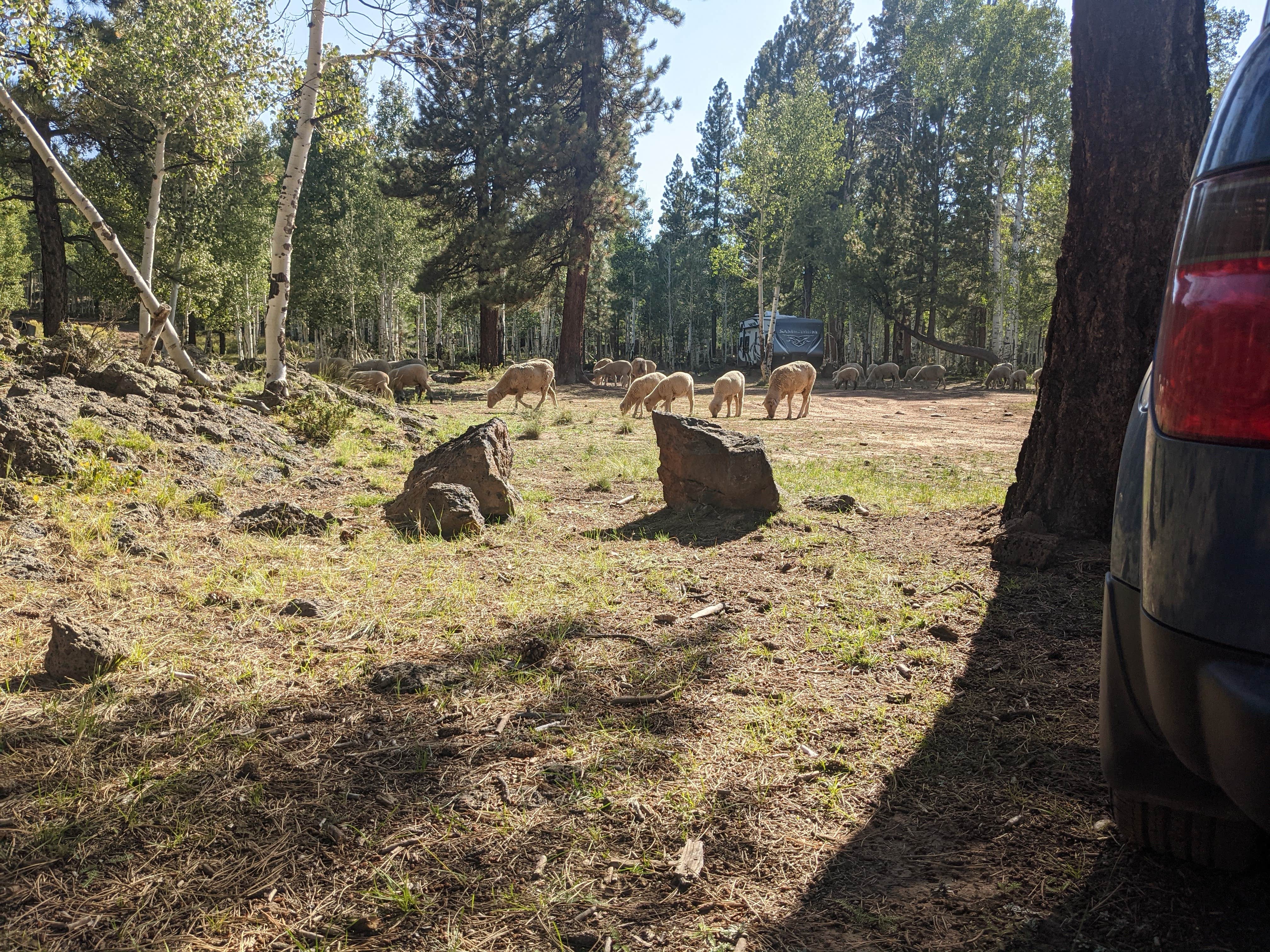 Camper submitted image from Lava Flat Dispersed Camping Area - 2