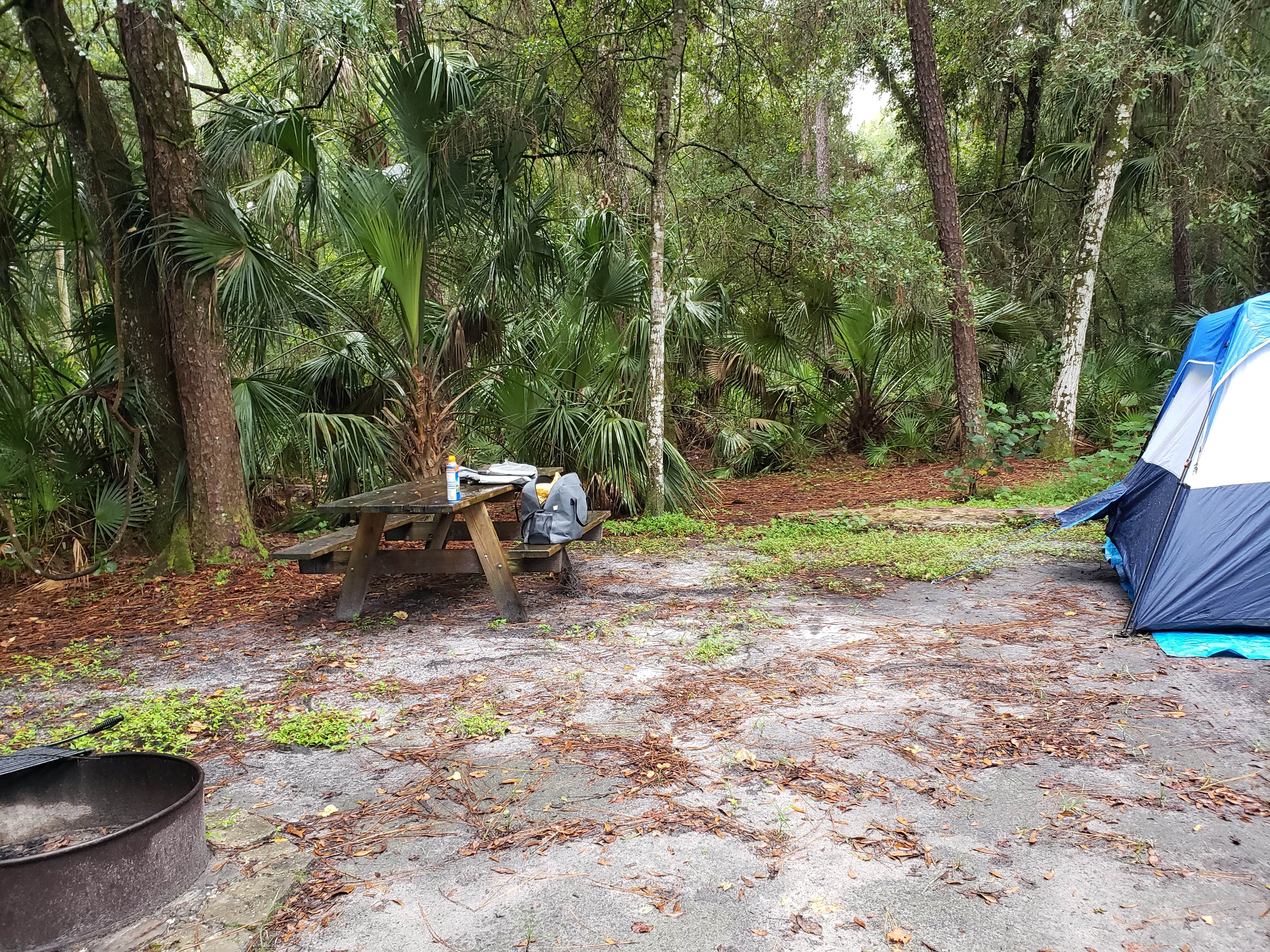 Anita's photo of tent camping at Hillsborough River State Park Campground near Riverview, FL