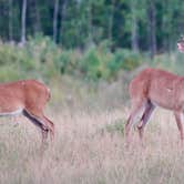 Review photo of The Pines of Kabetogama Resort by Jason S., September 16, 2021