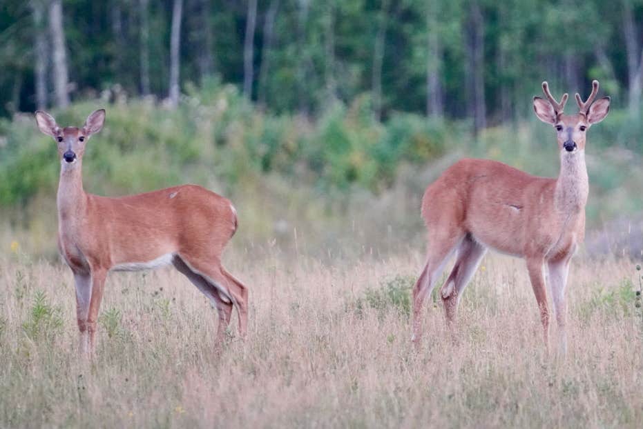 Camper submitted image from The Pines of Kabetogama Resort - 5