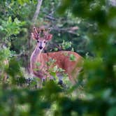 Review photo of The Pines of Kabetogama Resort by Jason S., September 16, 2021