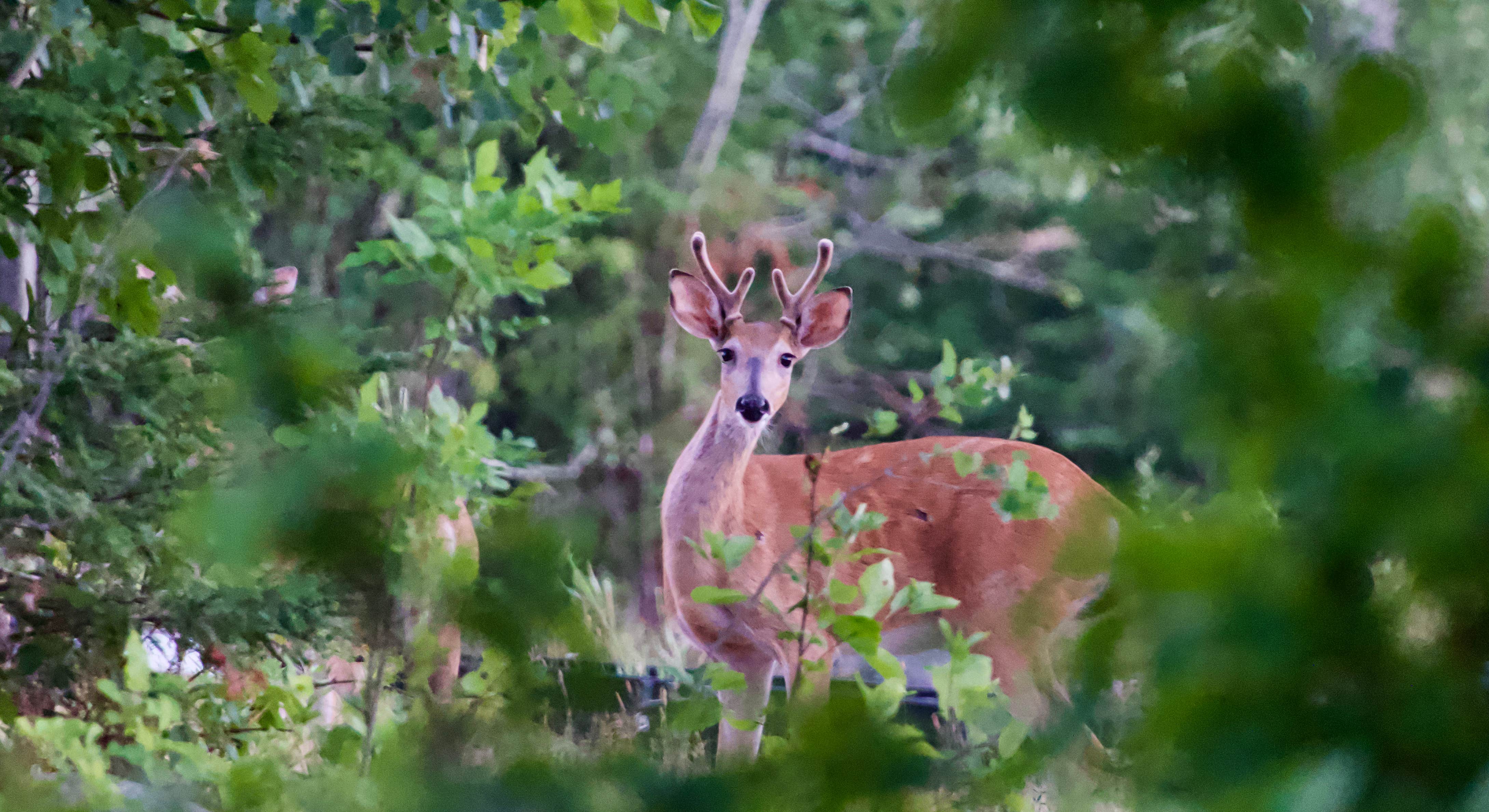 Deer peeking through Trees near The Pines of Kabetogama Resort in Voyageurs NP